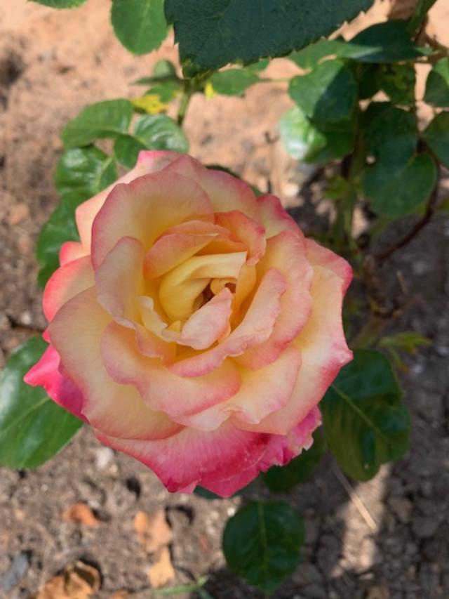 Encounter with Miss&nbsp;Sue