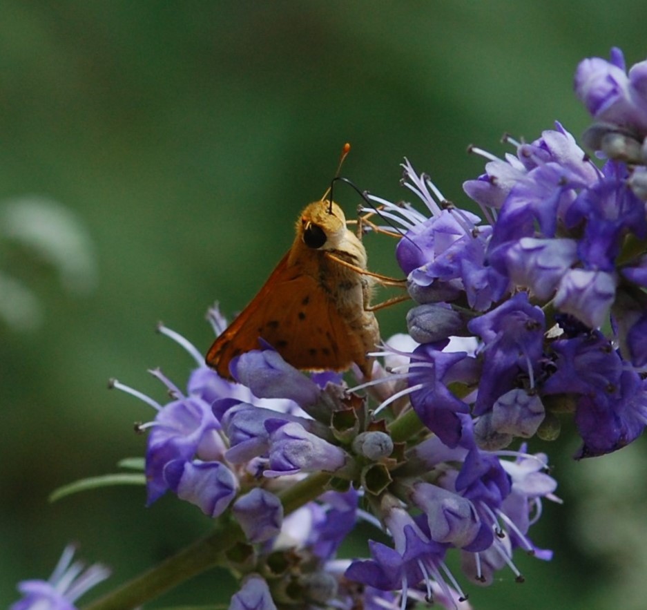 Surrender and Obedience